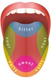 Taste areas on tongue